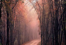 还没决定去留！字母哥潜在下家曝光，5大热门球队，谁最适合他？